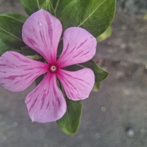 Madagascar Periwinkle