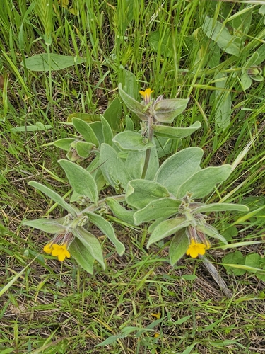 Alkanna orientalis, photograph 2