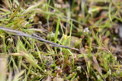 Microseris douglasii platycarpha