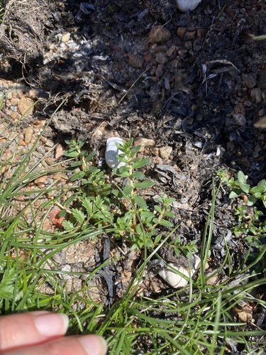 Sea Milkwort