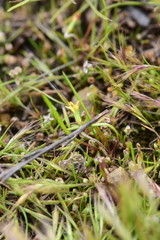 Microseris douglasii platycarpha