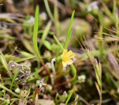 Microseris douglasii platycarpha