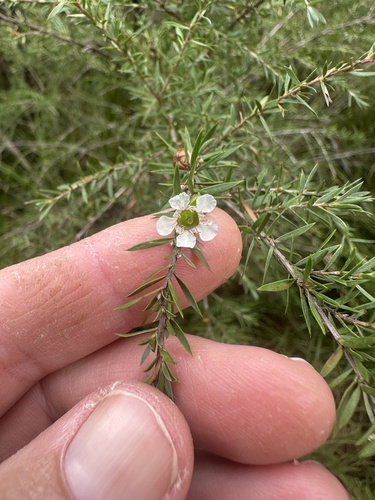 Leptospermum juniperinum observed 2026-05-24