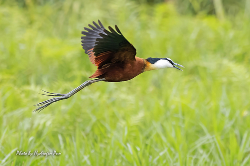 iNaturalist: (c) Sui Fai Pun, some rights reserved (CC BY-NC), uploaded by Sui Fai Pun iNaturalist image