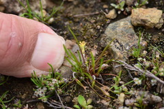 Microseris douglasii platycarpha