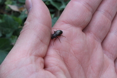 Helopini