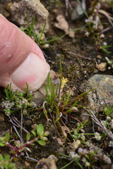 Microseris douglasii platycarpha