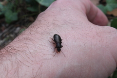 Helopini