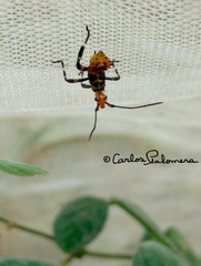 Phthiacnemia picta