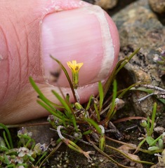 Microseris douglasii platycarpha