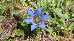 Gentiana septemfida