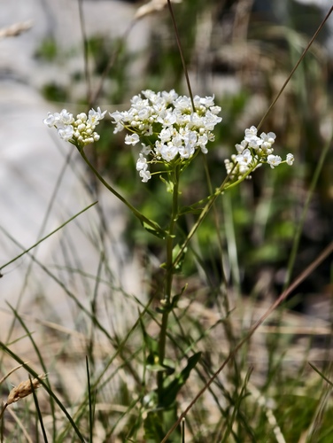 Peltaria alliacea, photograph 1