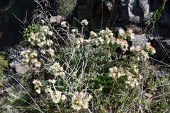 Phacelia egena