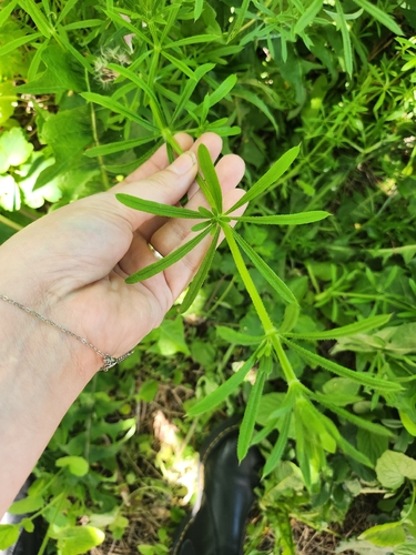 catchweed bedstraw