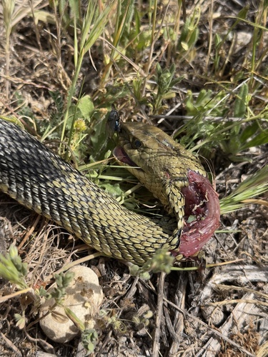 Western Montpellier Snake