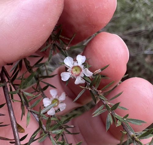 Leptospermum juniperinum observed 2026-05-24
