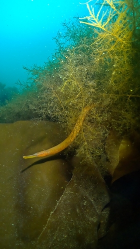 Snake Pipefish