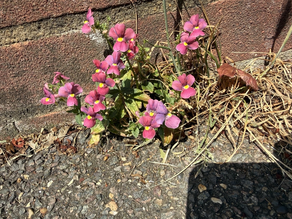 Nemesia fruticans; photograph author not stated, no rights reserved