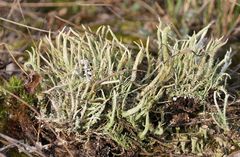 Cladonia subulata