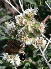 Phacelia egena