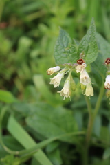 Symphytum bulbosum