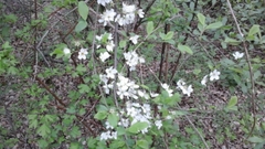 Prunus cerasus