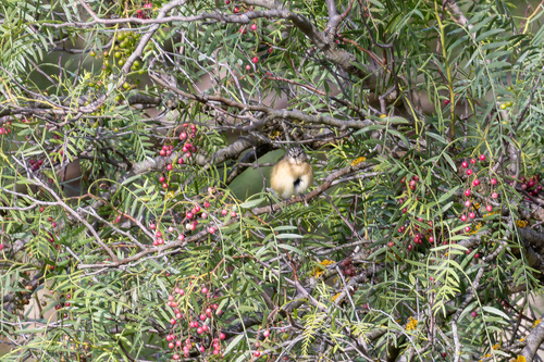 Yellow-rumped Thornbill