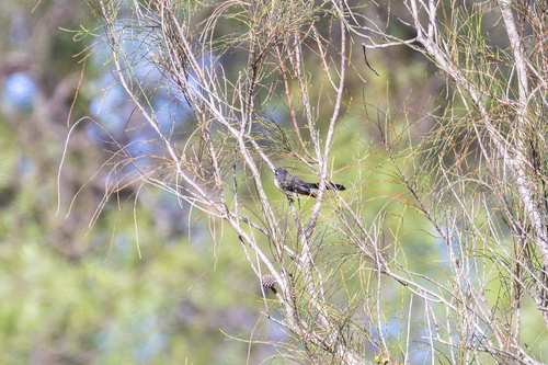 Grey Fantail
