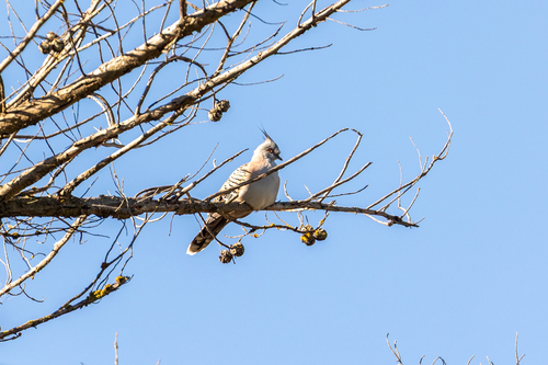 Crested Pigeon