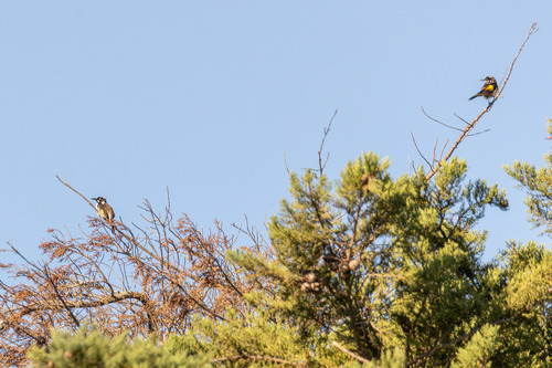 New Holland Honeyeater