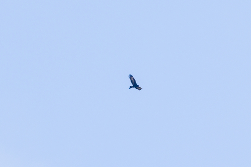 Wedge-tailed Eagle