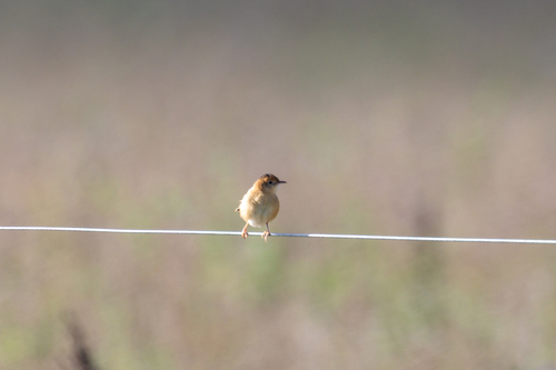 Golden-headed Cisticola