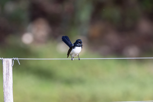 Willie Wagtail