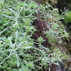 Schivereckia podolica