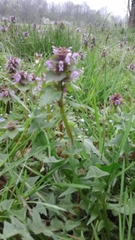 Lamium purpureum