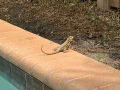 Leiocephalus carinatus