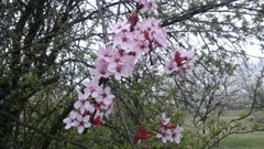Prunus