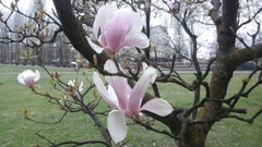 Magnolia × soulangeana