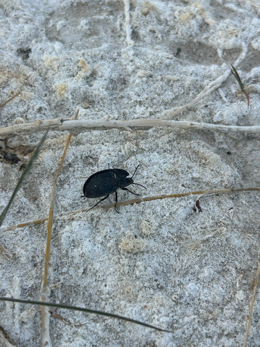 Embaphion muricatum