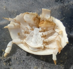 Cryptolithodes sitchensis