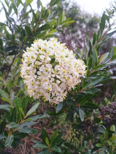 Escallonia bifida