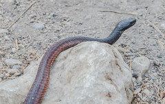 Arabian Cobra photo 1