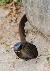 Arabian Cobra photo 2