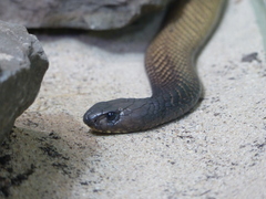 Arabian Cobra photo 3