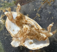Cryptolithodes typicus