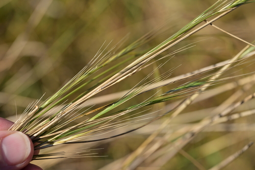 Anthosachne scabra, photograph 2