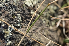 Anthosachne scabra