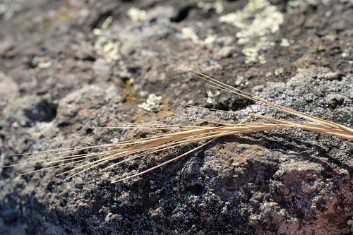 Anthosachne scabra, photograph 4