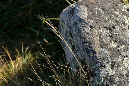 Anthosachne scabra, photograph 1