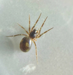 Monocephalus fuscipes